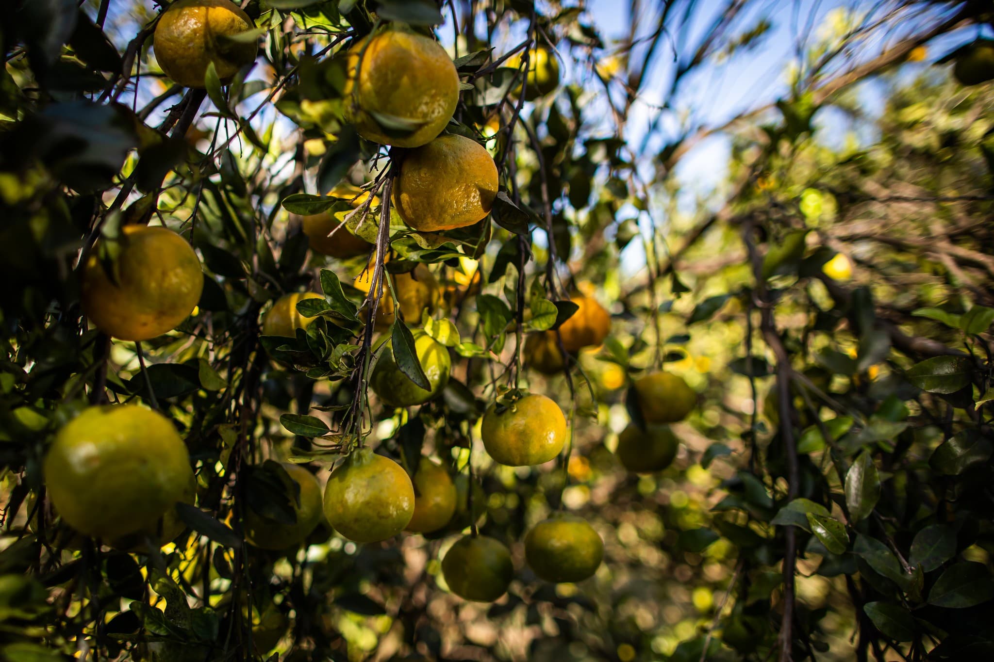 Dúvidas sobre frutos azedos e grandes em pé de mexerica