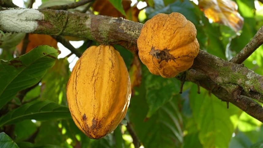 Cacau enfrenta estabilidade em mercado internacional com preços em queda