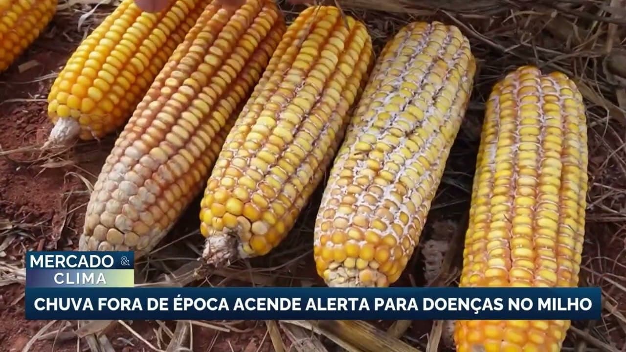 Chuvas fora de época afetam colheita de milho em Mato Grosso