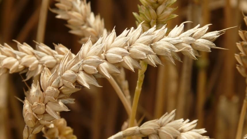 Giberela do trigo: riscos de produtividade e micotoxinas no Paraná e no Rio Grande do Sul