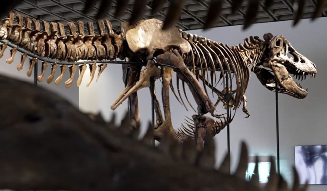 Esqueleto de T. rex de 11,5 metros leiloado pela Sotheby's em NY