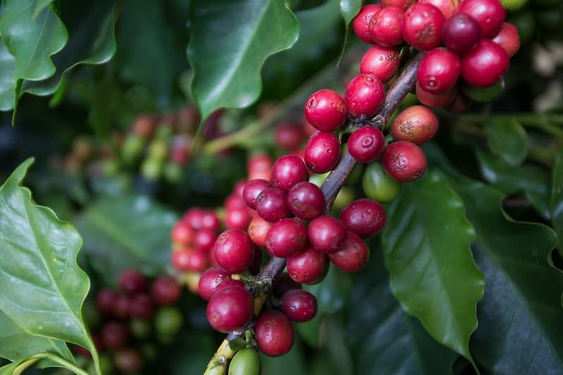 Cotações de commodities mostram oscilações nesta quarta-feira