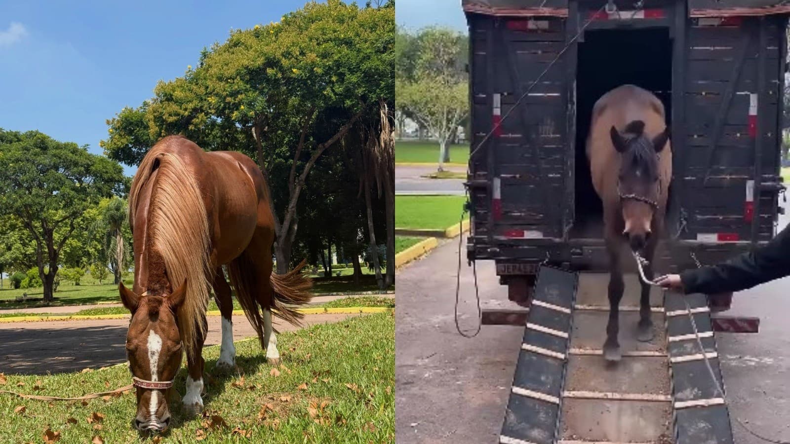 Cavalo Caramelo pode ganhar filhote com nova égua no RS