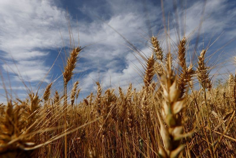USDA projeta aumento de 1,7 milhão de toneladas de trigo global