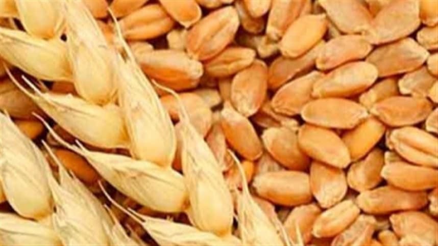 Semeadura de trigo no RS começa de forma tímida, alertam agricultores