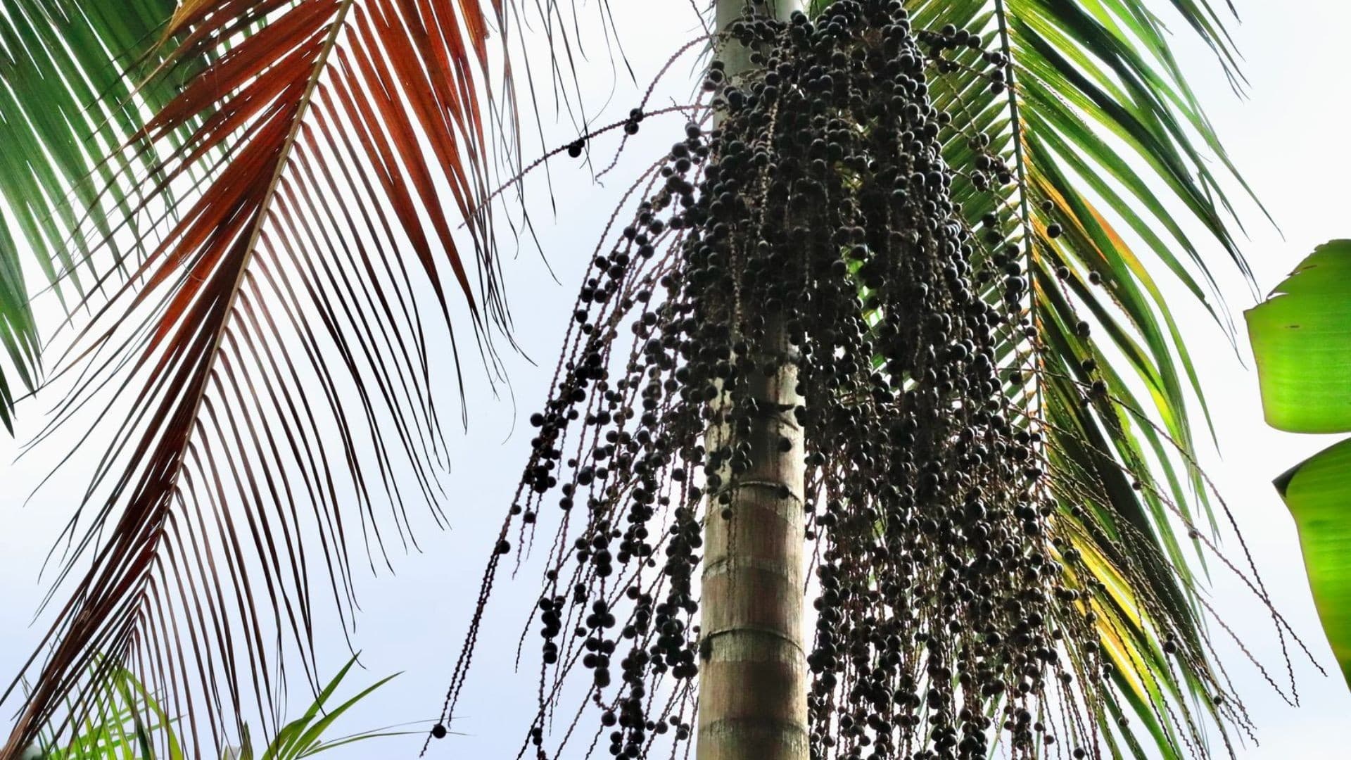 Juçara é reconhecida como uma das melhores plantas do mundo