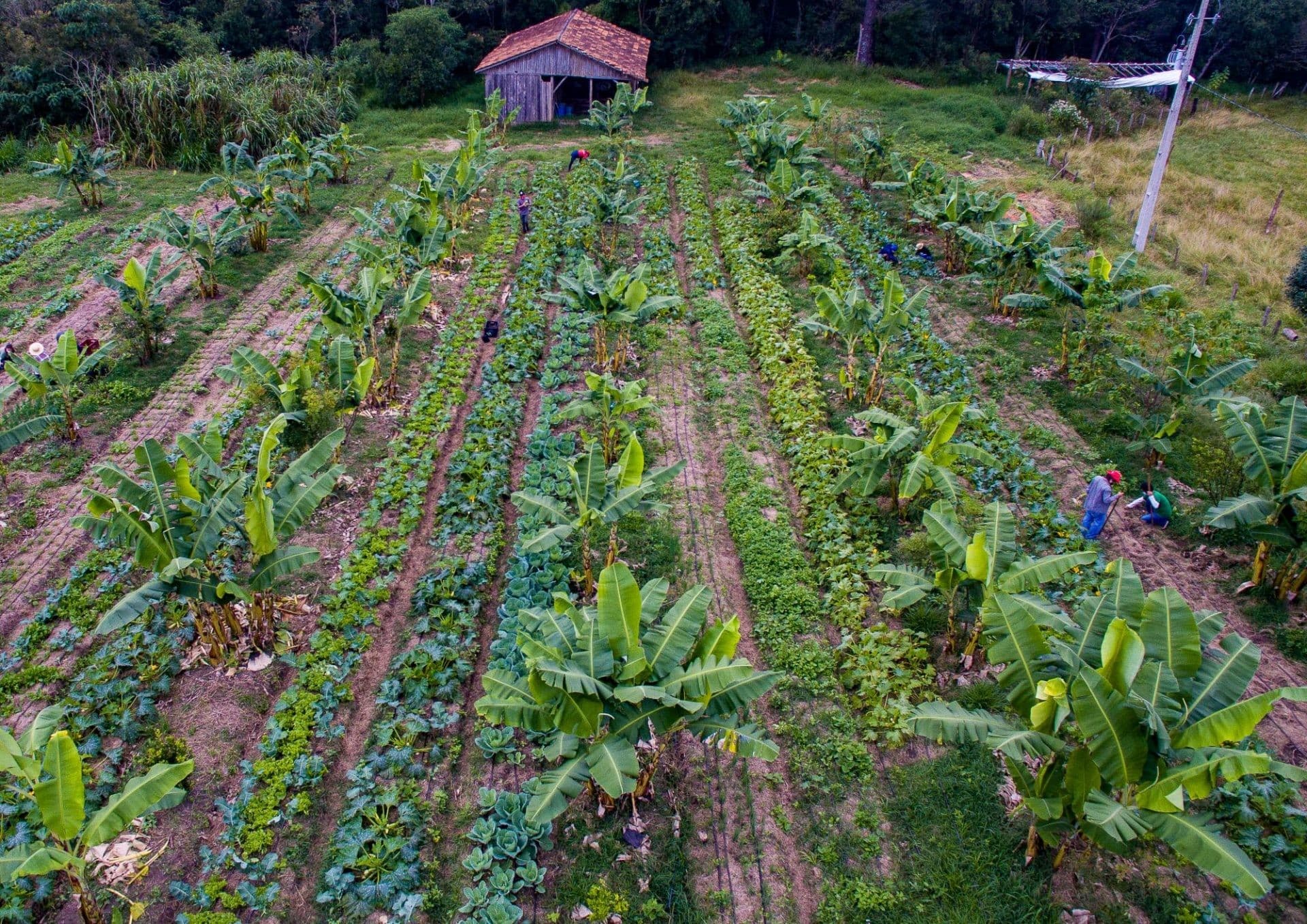 IARAA: Nova IA apoia agricultura familiar em São Paulo