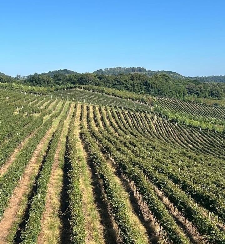 Herbicidas prejudicam 700 hectares de vinhedos no RS