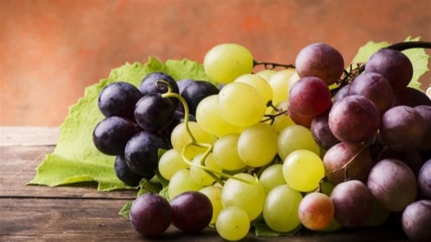 Produtores de uva no Rio Grande do Sul destacam cuidados em cultivo