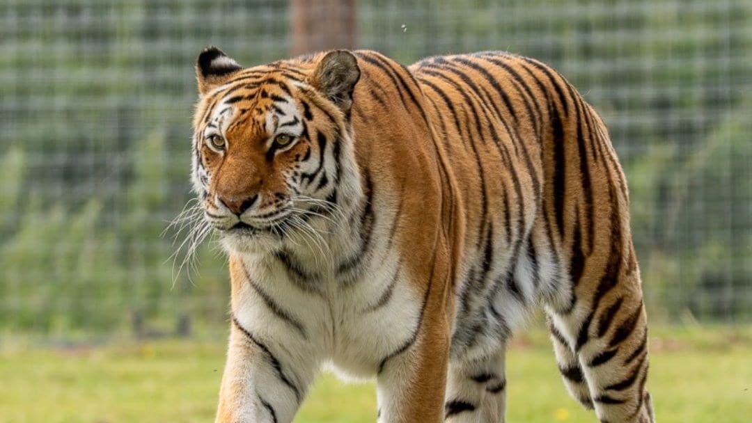Homem morre após invadir recinto de tigre no Yorkshire Wildlife Park