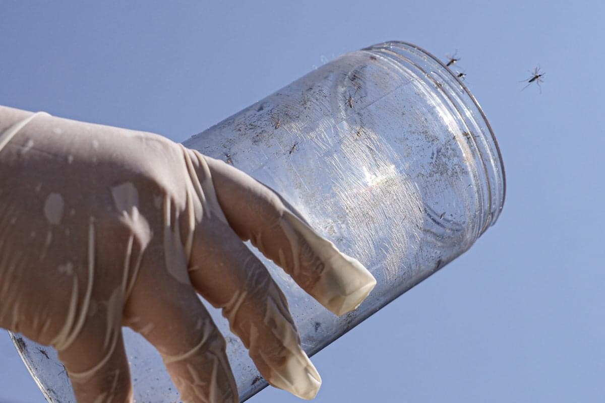 Barcelona libera meio milhão de mosquitos machos geneticamente modificados