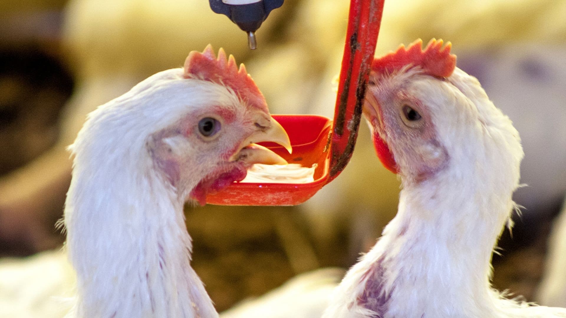 China se destaca como exportador de carne de frango em 2026