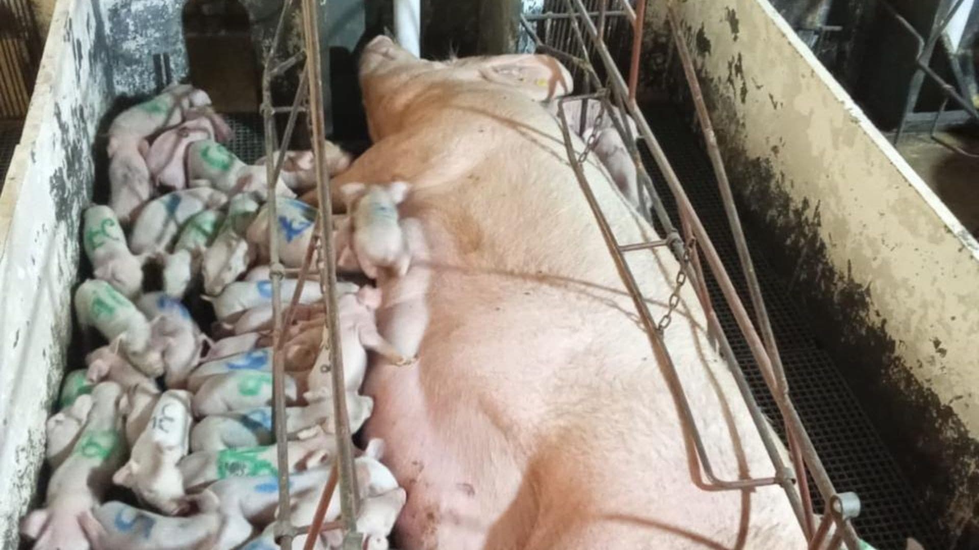 Porca em MG dá à luz 46 leitões e pode quebrar recorde mundial
