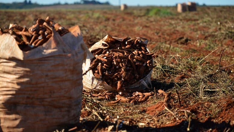 Preços da mandioca sobem após dez semanas de queda