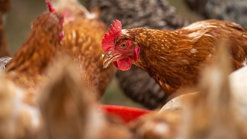 Preço da carne de frango se recupera com demanda aquecida