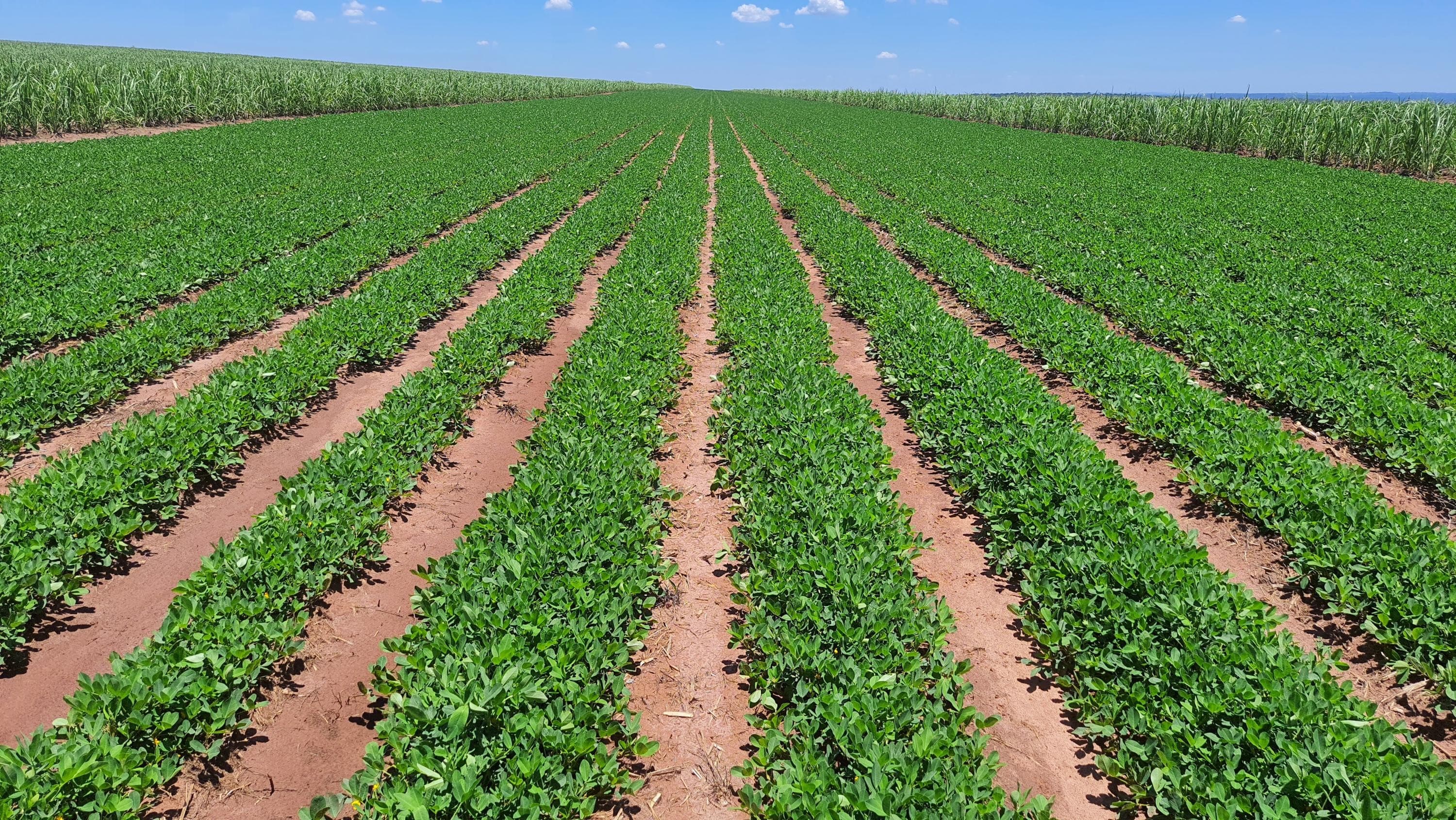 Produção agropecuária no Brasil recua 4,6% em um ano