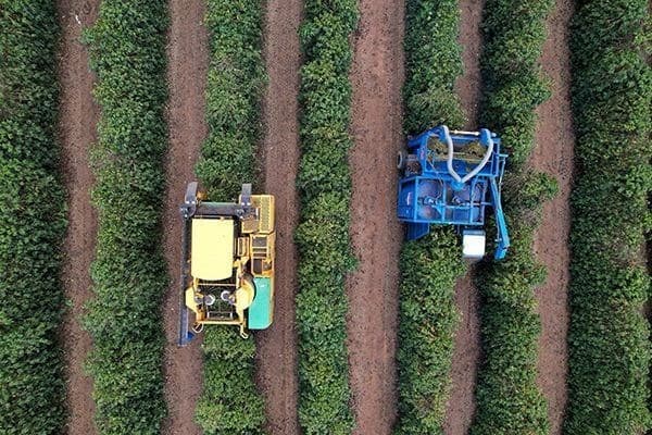 Florescimento precoce de café no Brasil pode resultar em colheita desigual em 2027