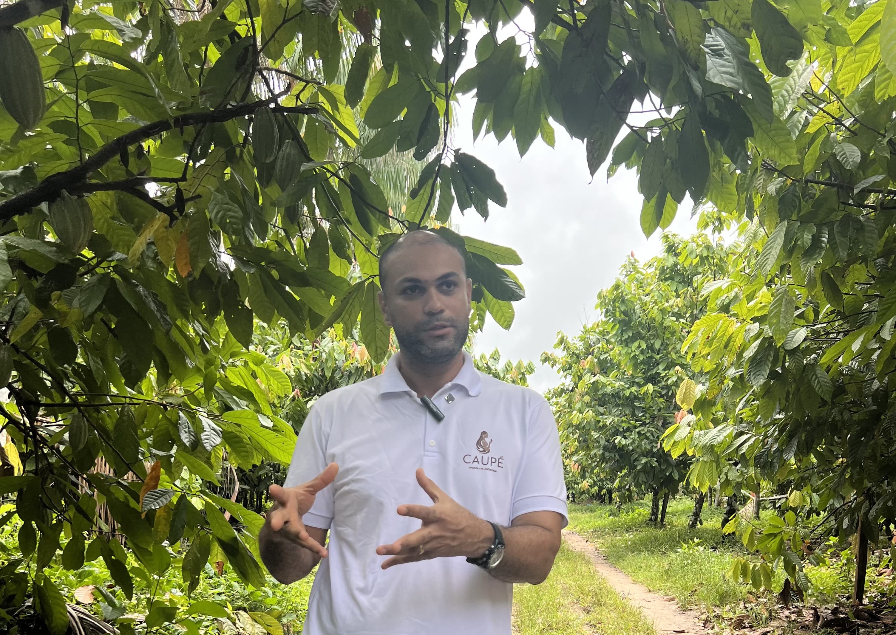 Produtores de cacau enfrentam desafios com preços baixos no Pará