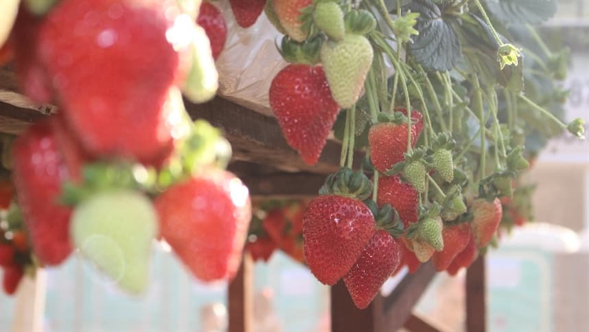 Exportações de morango do Brasil permanecem baixas em 2026