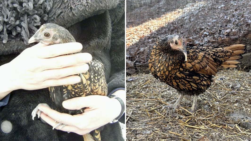 Gertie, galinha de 15 anos, conquista recorde mundial nos EUA