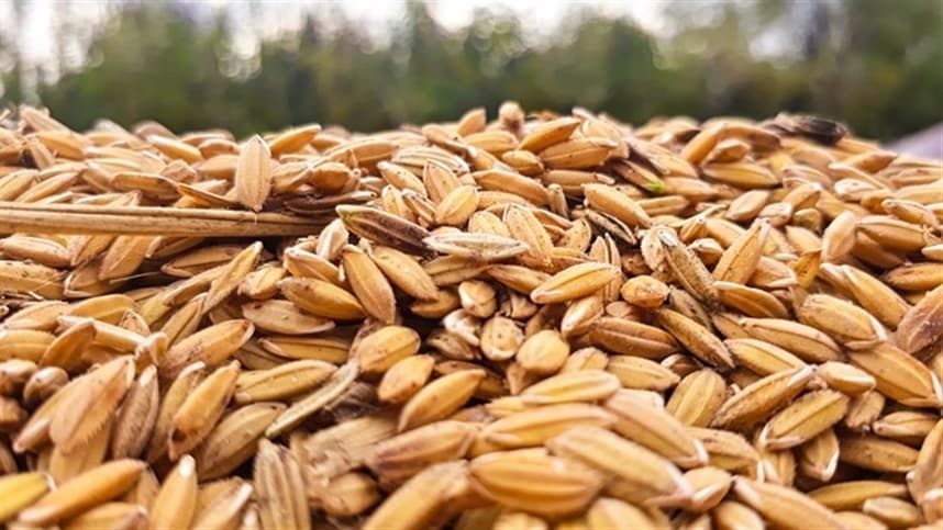 Farelo de arroz pode impulsionar economia do setor agrícola
