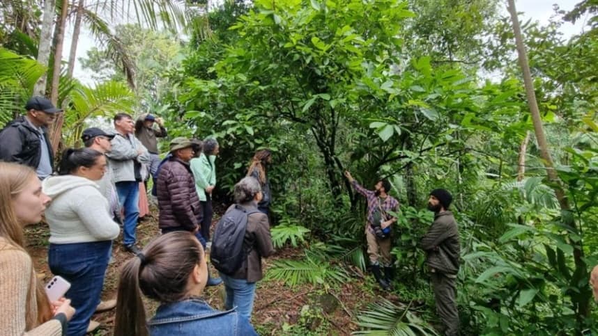 Cacau no Litoral do Paraná: Nova Oportunidade para Agricultores