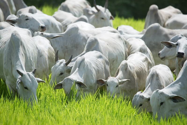 Emissões de GEE da agropecuária brasileira se mantêm estáveis em 2025
