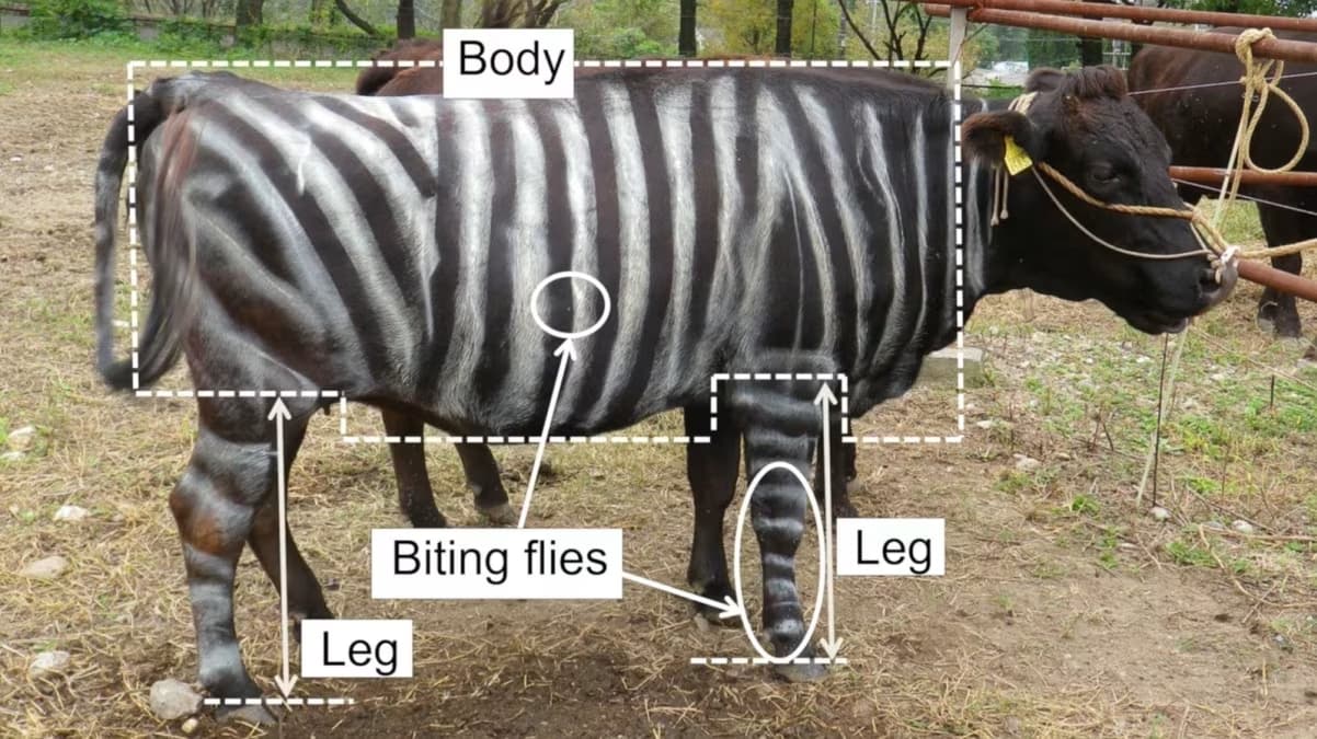 Estudo diz que listras de zebras não resfriam, mas protegem contra insetos