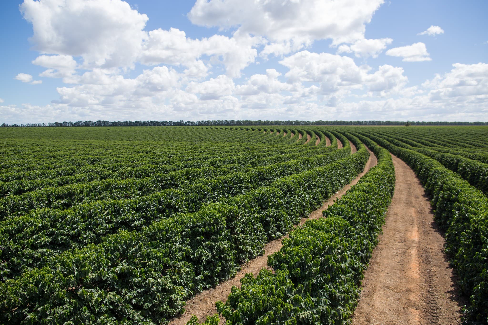 Exportações e clima favorável elevam expectativa para produção de café no Brasil