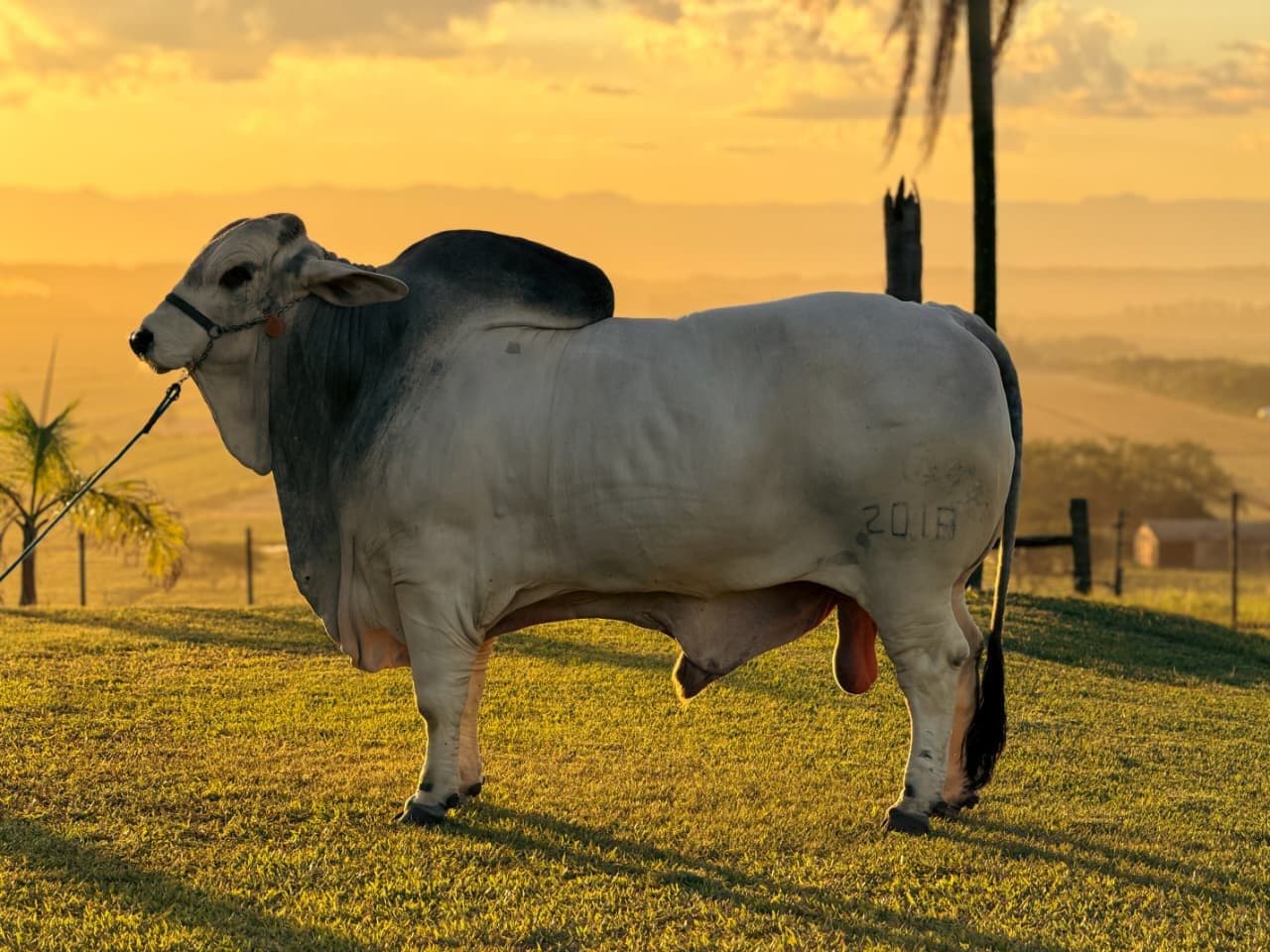 Touro Hércules tenta reconquistar título de maior peso na Expointer
