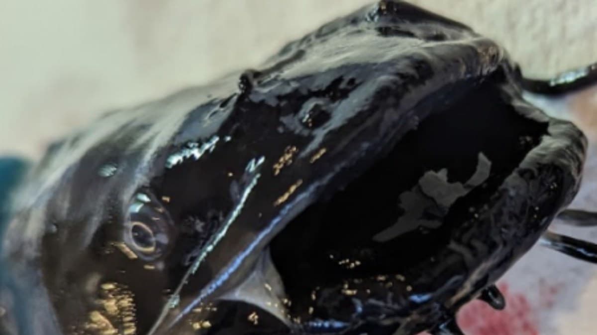 Novo câncer transmissível descoberta em peixes-gato nos EUA e Canadá