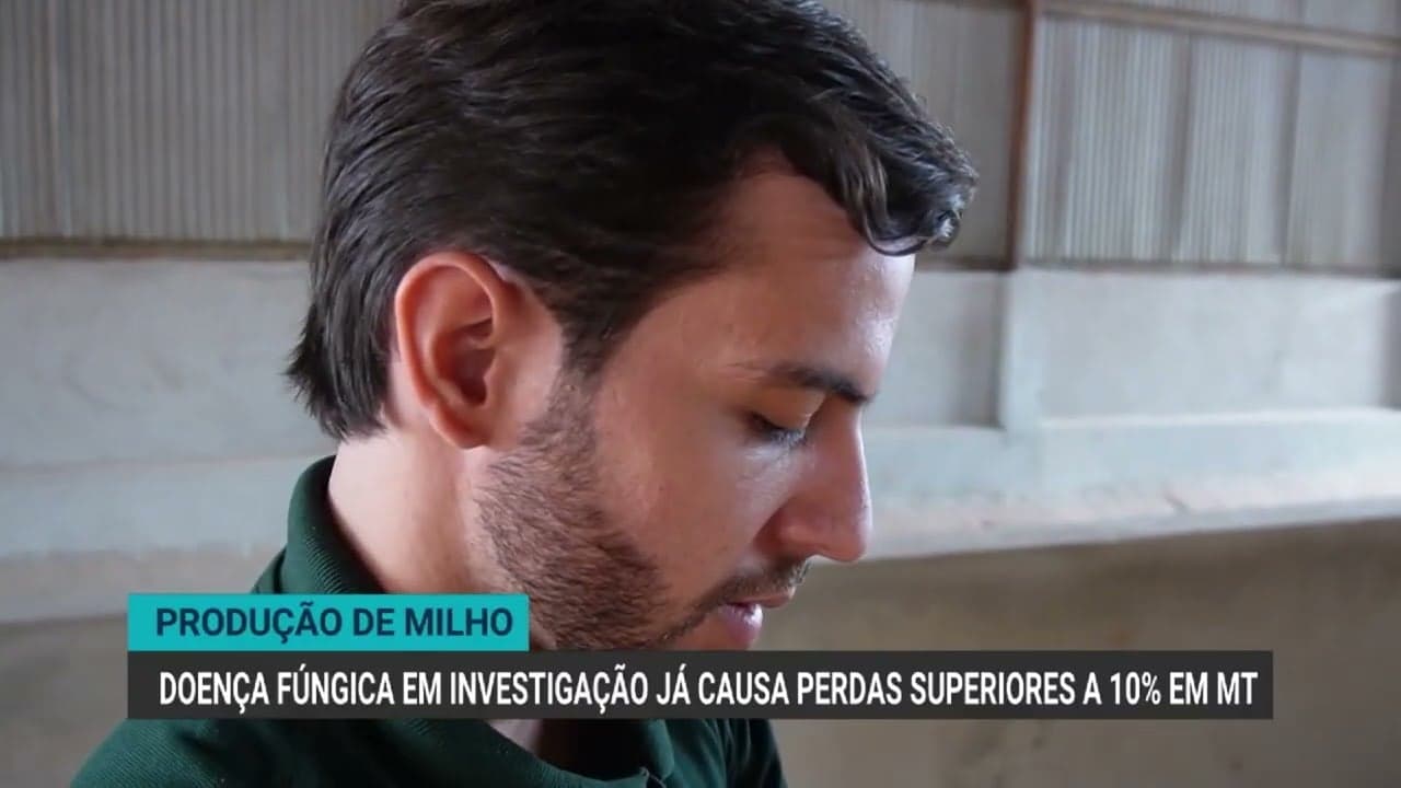 Produtores de milho em Mato Grosso enfrentam ameaça de doença fúngica