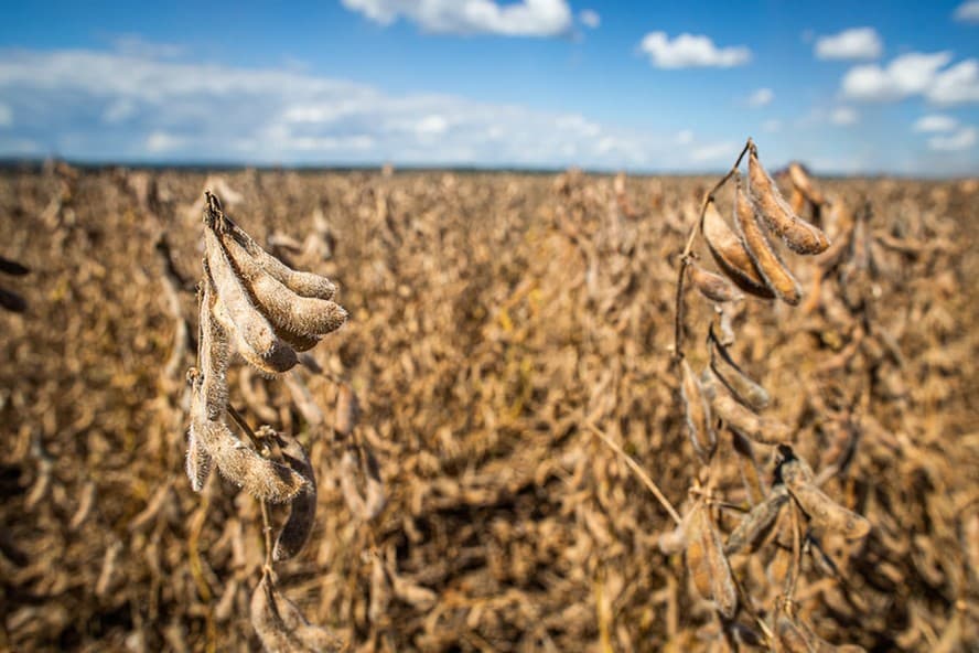 Terra Santa registra queda no lucro e receita no primeiro trimestre do ano