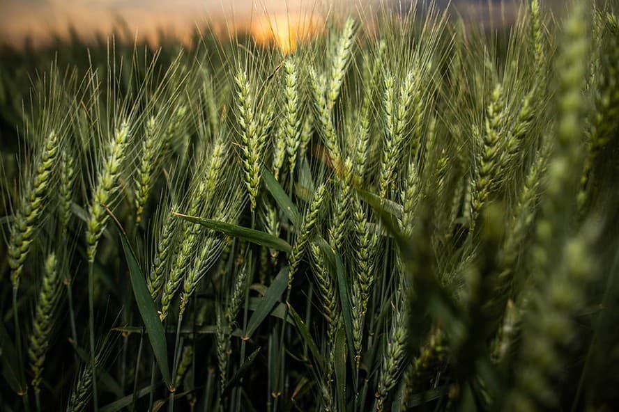 Syngenta amplia distribuição de novo fungicida aprovado em 55 países