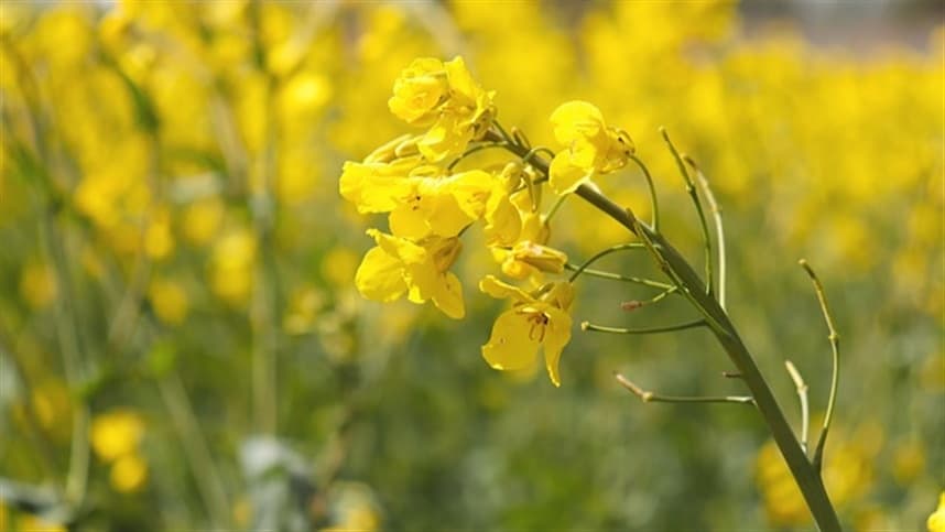 Crescimento no cultivo de canola no Rio Grande do Sul avança rapidamente