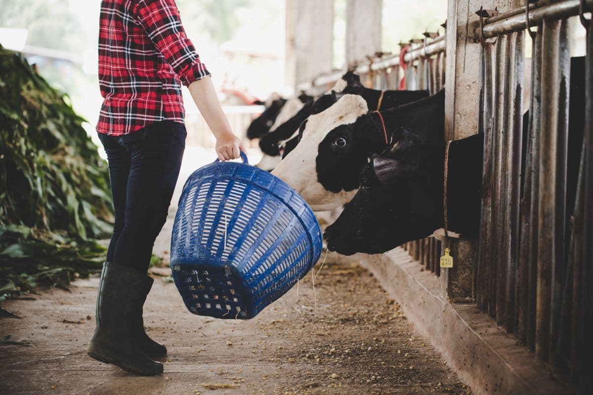 Preços do leite sobem, mas produtores recebem menos que há um ano