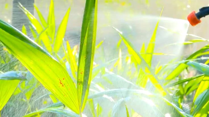 Biofertilizantes: alternativa natural contra pragas do campo