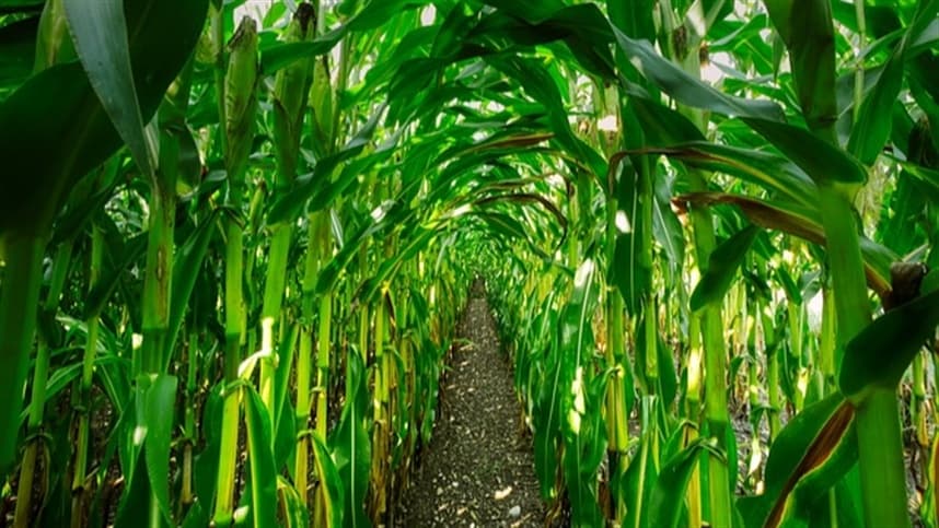 Produtividade do milho na região Sul atinge recordes em 2026