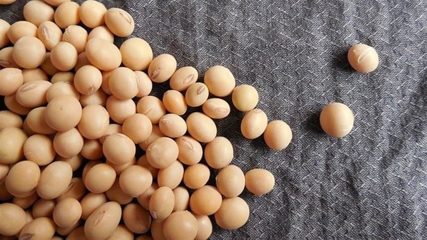 Mercados agrícolas se recuperam com alta no trigo e soja