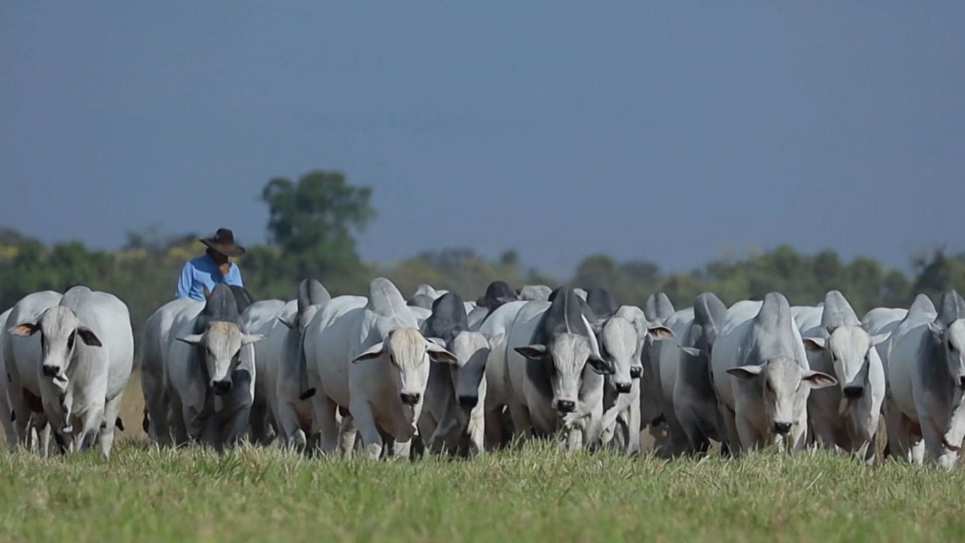 Mato Grosso lidera exportação de carne bovina com recorde em 2026