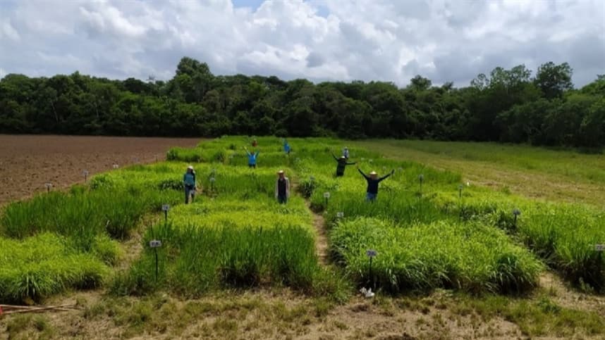 Geadas impactam pastagens no Rio Grande do Sul
