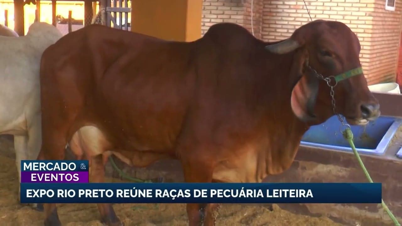 Expo Rio Preto promove raças de leite e melhoria genética