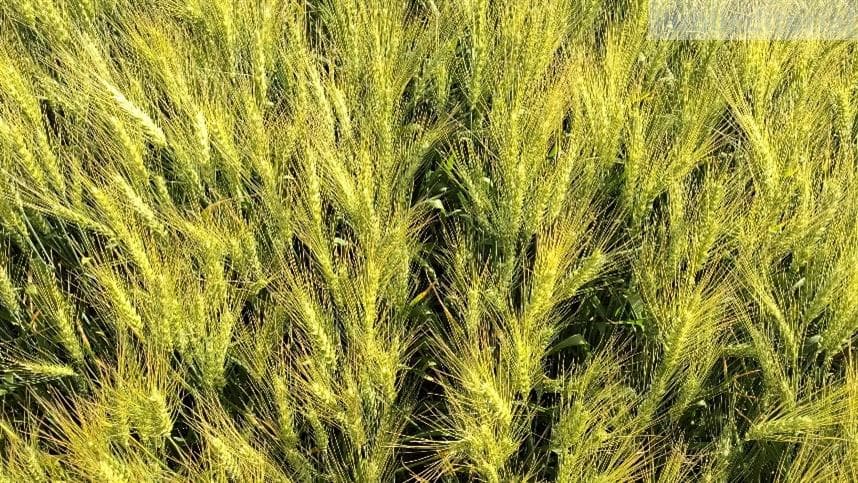 BASF PRÓ Trigo se reposiciona para atender demanda em 2026