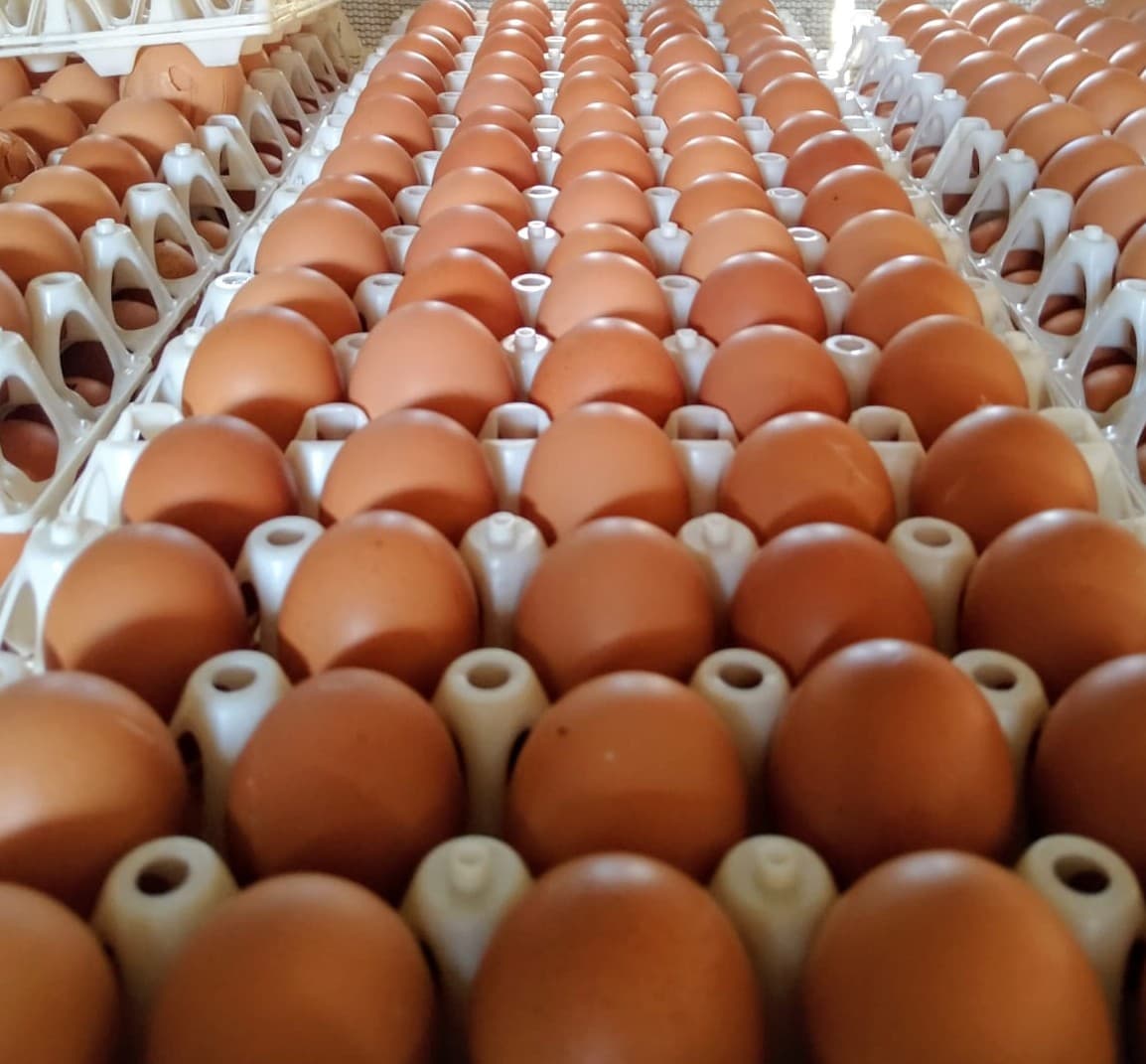 Exportações de ovos crescem com destaque para produtos processados