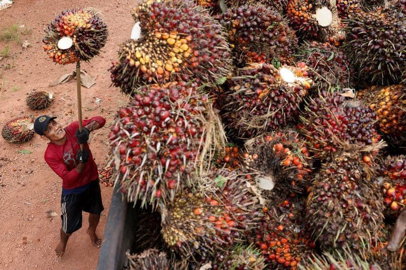 Importações de óleo de palma da Índia caem para nível mais baixo