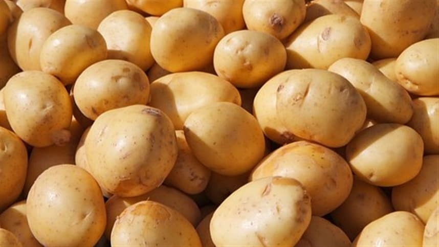 Prejuízos no Rio Grande do Sul devido às chuvas: Agricultura de batata é afetada