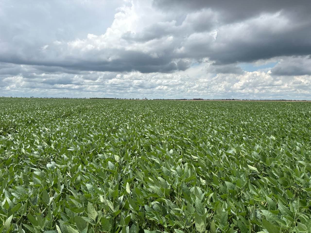 Produtividade da soja aumenta com remineralizadores no Brasil