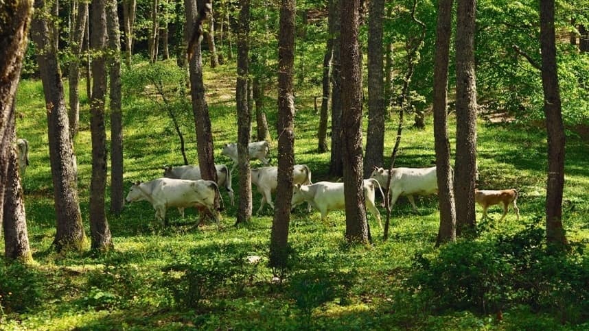 Integração lavoura-pecuária: redução do uso de fertilizantes na produção agrícola