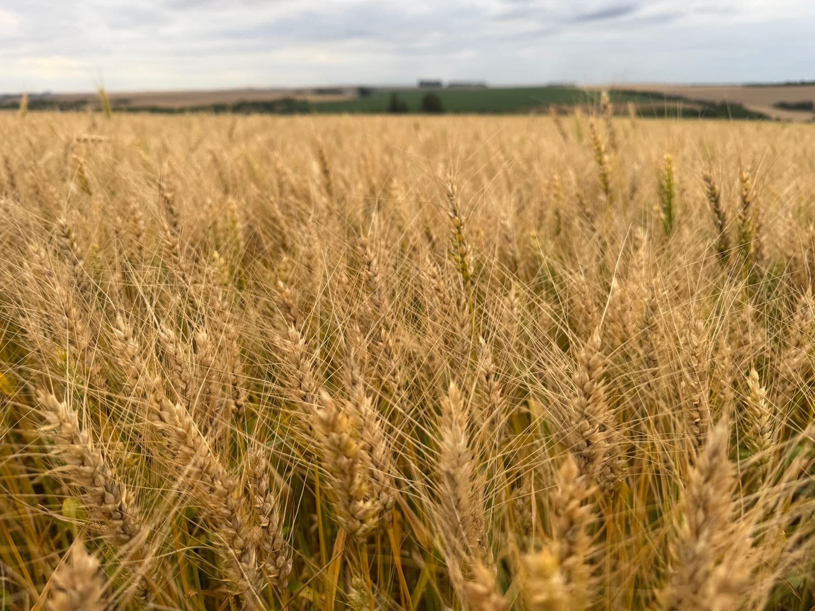 Queda no preço do trigo afeta mercado agrícola em Chicago