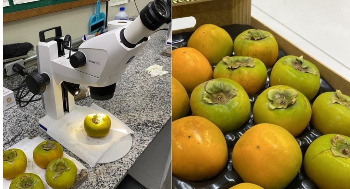 Praga Liposcelis decolor é interceptada em caquis no Aeroporto de Guarulhos